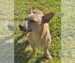 Small #3 Chi-Corgi