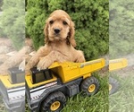 Small #2 Cocker Spaniel