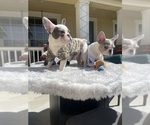Small Photo #14 French Bulldog Puppy For Sale in VICTORVILLE, CA, USA