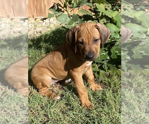 Medium Rhodesian Ridgeback