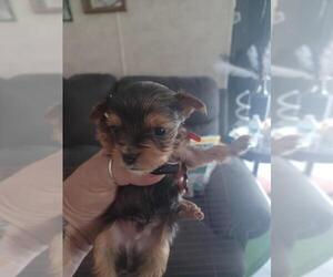 Yorkshire Terrier Puppy for sale in COLTON, NY, USA
