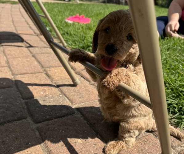 Medium Photo #9 Goldendoodle (Miniature) Puppy For Sale in CAMBRIDGE, MN, USA