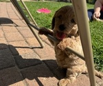 Small #8 Goldendoodle (Miniature)