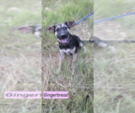 Small Shepradors