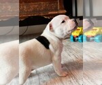 Small #6 Staffordshire Bull Terrier