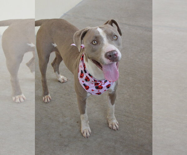 Medium Photo #1 American Pit Bull Terrier-Unknown Mix Puppy For Sale in McKinney, TX, USA