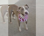 Small American Pit Bull Terrier Mix