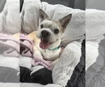 Small #1 Rat Terrier Mix
