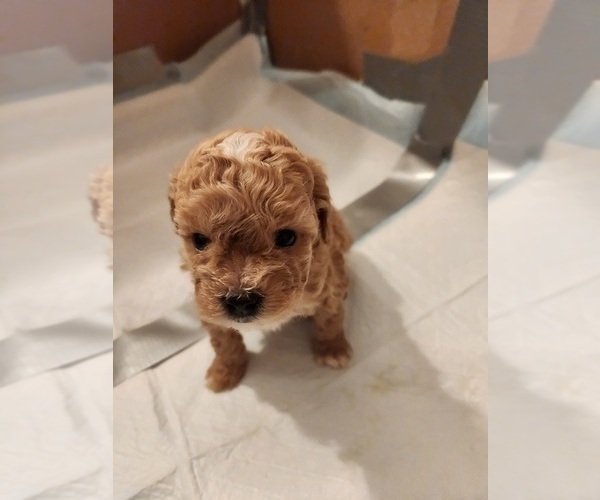 Medium Photo #3 Poodle (Miniature) Puppy For Sale in CANAAN, NH, USA