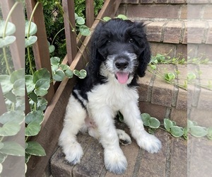 Goldendoodle Puppy for sale in BEE SPRING, KY, USA
