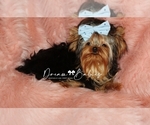 Small Photo #6 Yorkshire Terrier Puppy For Sale in PFLUGERVILLE, TX, USA
