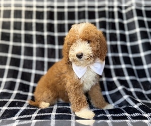 Poodle (Miniature) Puppy for sale in LAKELAND, FL, USA