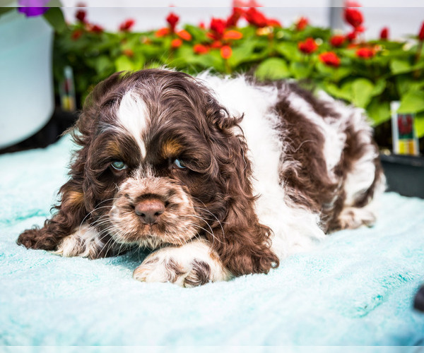 Medium Photo #2 Cocker Spaniel Puppy For Sale in WAKARUSA, IN, USA