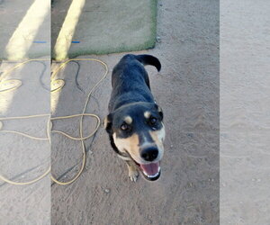 Mutt Dogs for adoption in Chandler, AZ, USA