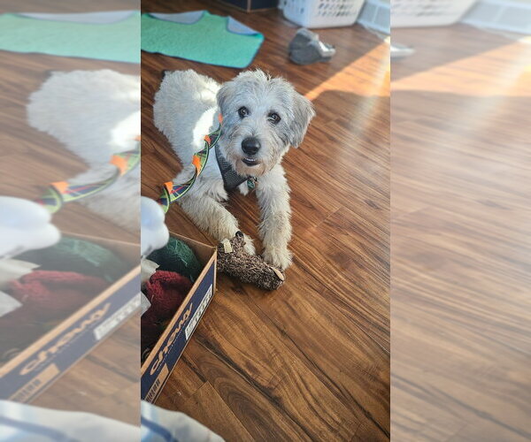 Medium Photo #4 Mutt Puppy For Sale in Andover, MN, USA