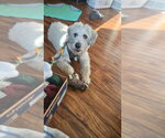 Small #3 Mutt