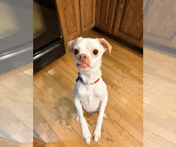 Medium Photo #4 Chihuahua-Unknown Mix Puppy For Sale in New London, WI, USA