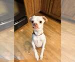 Small #3 Chihuahua Mix