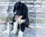 Small Photo #6 Aussiedoodle Puppy For Sale in MAYFIELD, KY, USA