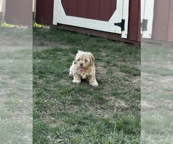 Medium Photo #3 Cockapoo (Miniature) Puppy For Sale in GREENTOWN, IN, USA