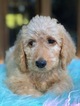 Small Photo #4 Labradoodle Puppy For Sale in CHICO, CA, USA