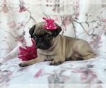 Small Photo #16 Pug Puppy For Sale in LAKELAND, FL, USA