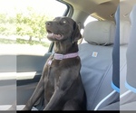 Small Photo #1 Labrador Retriever Puppy For Sale in FLETCHER, OK, USA