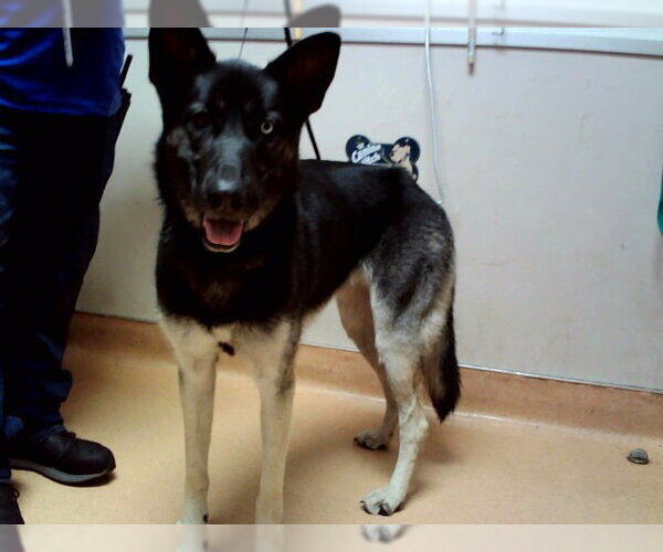 Medium Photo #1 Gerberian Shepsky Puppy For Sale in Martinez, CA, USA