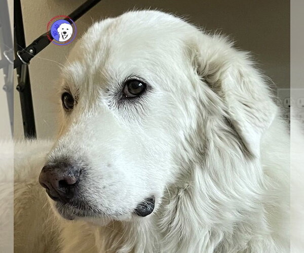 Medium Photo #1 Great Pyrenees Puppy For Sale in Spring, TX, USA
