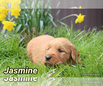 Small Photo #28 Golden Retriever Puppy For Sale in MIDDLEBURG, PA, USA