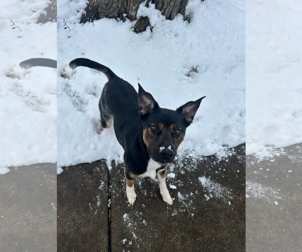 Medium Photo #8 Mutt Puppy For Sale in Germantown, OH, USA