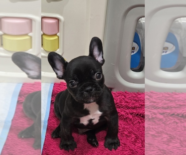 Medium Photo #1 French Bulldog Puppy For Sale in NORTH PORT, FL, USA