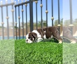 Small #8 English Bulldog