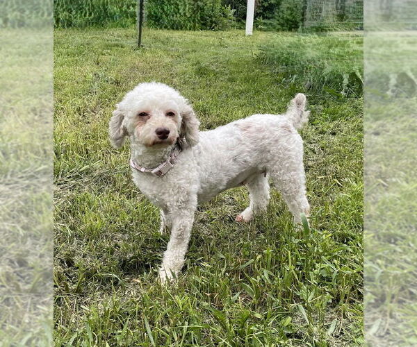 Medium Photo #2 Poodle (Miniature) Puppy For Sale in St. Louis Park, MN, USA