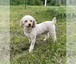 Small #1 Poodle (Miniature)