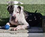 Small #25 American Pit Bull Terrier Mix