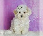 Small Photo #54 Maltipoo (Miniature) Puppy For Sale in WARSAW, IN, USA