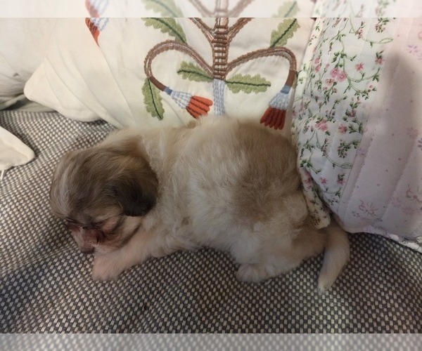 Medium Photo #50 Maltipom-Pomeranian Mix Puppy For Sale in HUDSON, MA, USA