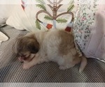 Small #49 Maltipom-Pomeranian Mix