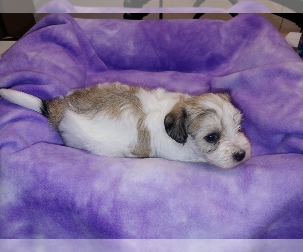 Medium Photo #6 Havachon Puppy For Sale in WINSTON SALEM, NC, USA
