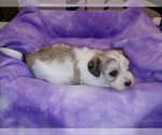 Small Photo #6 Havachon Puppy For Sale in WINSTON SALEM, NC, USA