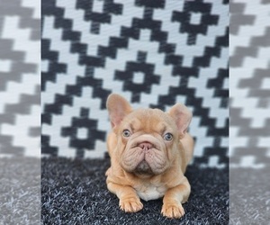 French Bulldog Puppy for sale in INDIANAPOLIS, IN, USA