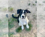 Small #12 Boxer Mix