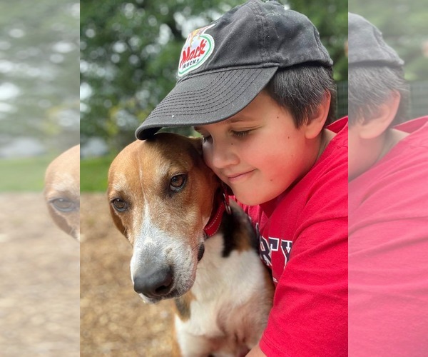 Medium Photo #11 Mutt Puppy For Sale in Rustburg, VA, USA