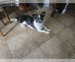 Small #1 Border Collie Mix