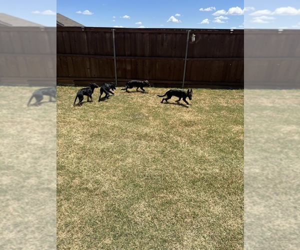 Medium Photo #17 German Shepherd Dog Puppy For Sale in LANCASTER, TX, USA