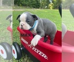 Puppy Puppy 4 MAX Boston Terrier