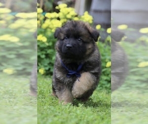German Shepherd Dog Puppy for sale in ANTIOCH, CA, USA