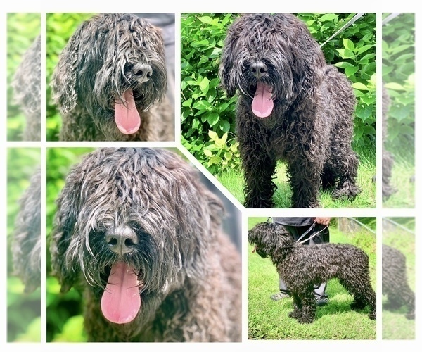 Medium Photo #4 Black Russian Terrier Puppy For Sale in S CHARLESTON, WV, USA