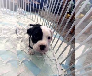Medium American Bully